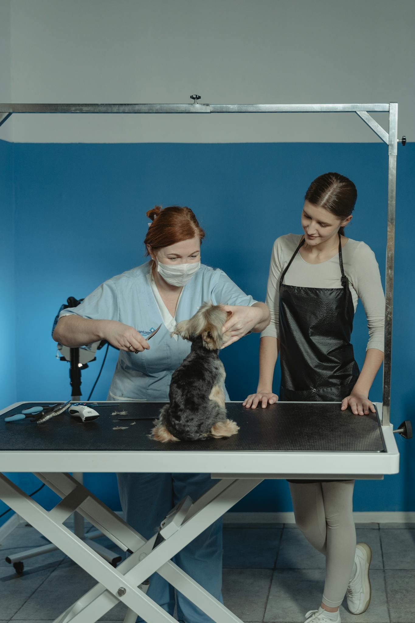 A groomer skillfully cuts a Yorkshire terrier's hair while the owner observes closely.