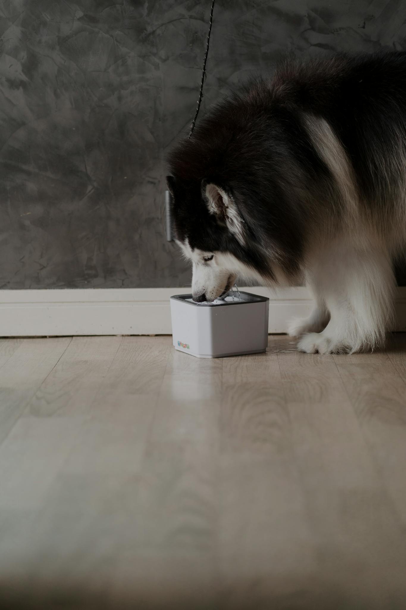 A Siberian Husky enjoying its meal from a food bowl indoors, showcasing domestic pet care.