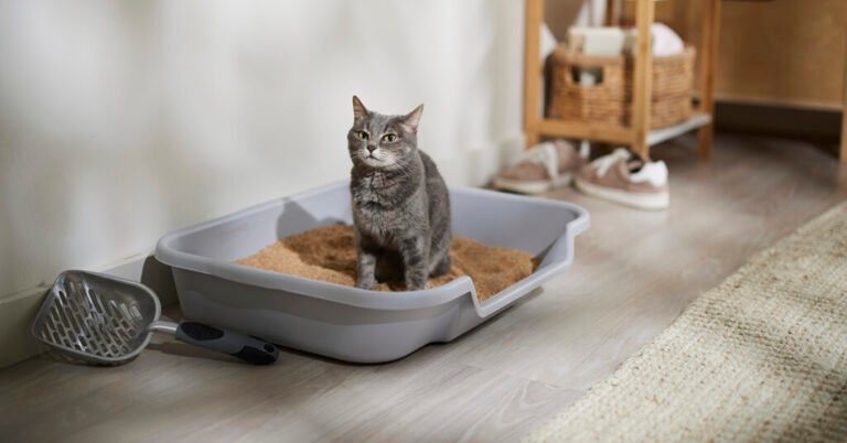 How Often Should A Litter Box Be Changed